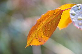 Dewdrops on leaf by SuparDisign