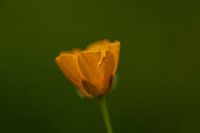 gelbe Blume