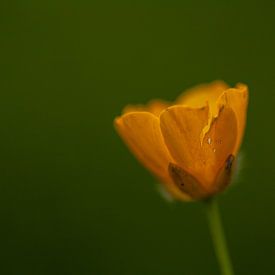 fleur jaune sur Hartsema fotografie