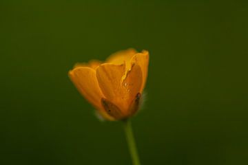 gele bloem van Hartsema fotografie
