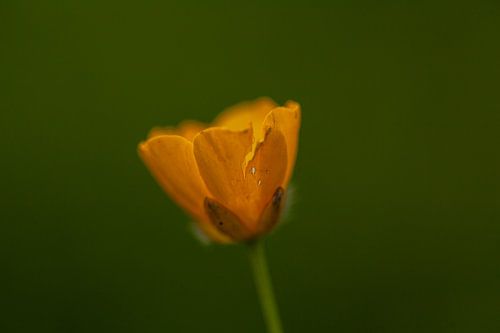 gele bloem