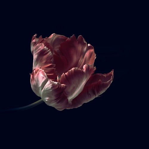 Fringe Tulip