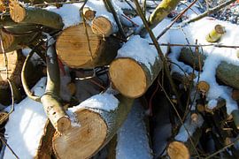 Winter in de Grienden van Martin Helmich
