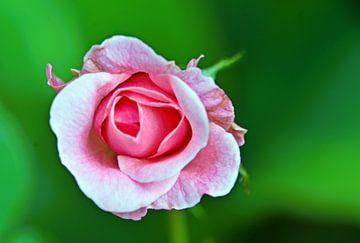 een prachtige roze roos in mijn tuin