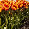 Tulipes hollandaises sur Lisette van Leeuwen