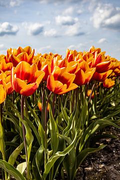 Tulipes hollandaises sur Lisette van Leeuwen