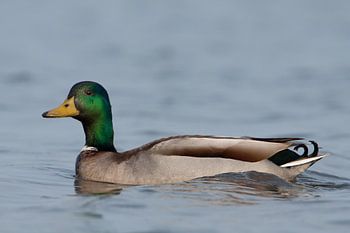 Eend man op patrouille