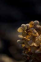 The frozen petals of the hydrangea Annabelle