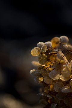 The frozen petals of the hydrangea Annabelle by Mirjam van der Sluijs