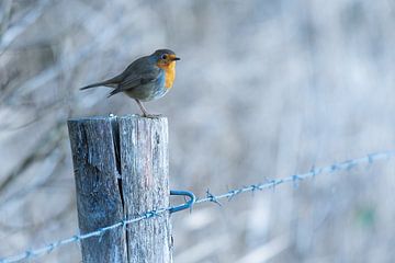 Robin au soleil d'hiver sur Paul Lagendijk