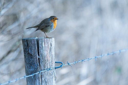 Robin in der Wintersonne