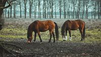 Wildpferde bei Planken wambuis, Ede Gelderland.