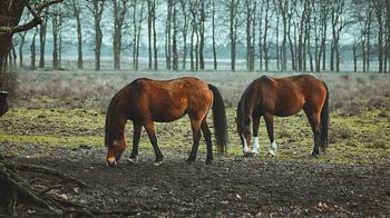 Wild horses at Planken wambuis, Ede Gelderland.