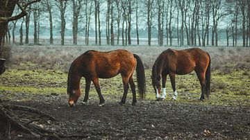 Wilde paarden bij Planken wambuis, Ede Gelderland. van AciPhotography