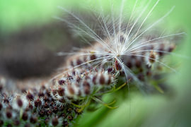 Wilde Möhre mit Flaum Felddistel
