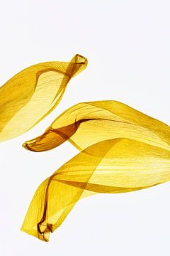 Gelbe Tulpe - Der Fingerabdruck der Blätter von Christine de Vogel
