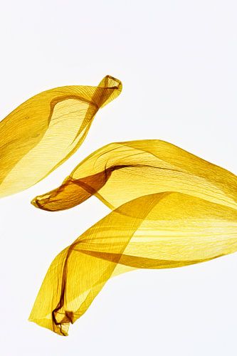 Yellow tulip - The fingerprint of leaves
