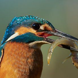 Kingfisher - Portrait with fish by Kingfisher.photo - Corné van Oosterhout