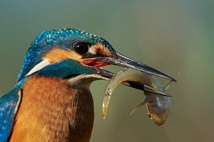 Eisvogel – Porträt mit Fisch