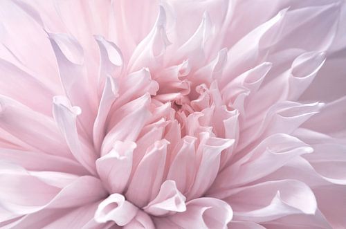 Dahlia by Violetta Honkisz