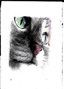 POES CLOSE UP