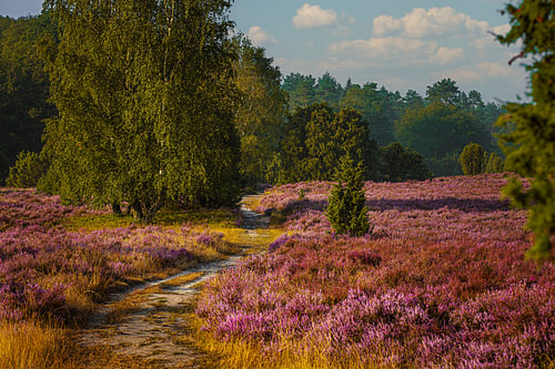 Autumn walk