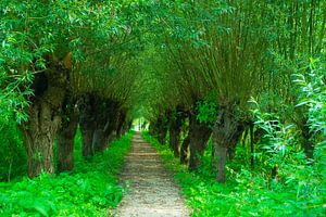 Path with Pollard Willows along in the Rhoonse Grienden