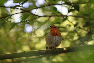 vogeltje wat zing je vroeg! van Klaase Fotografie