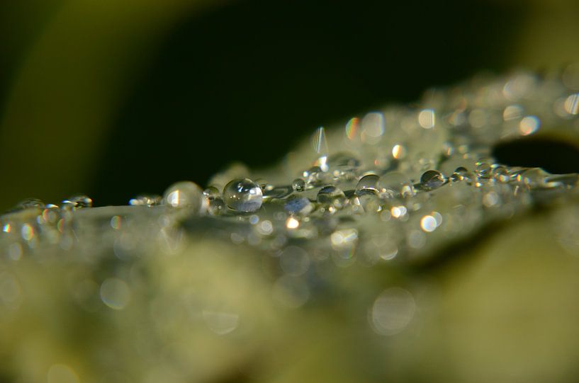 nachtvorst by Matthias Erkelens