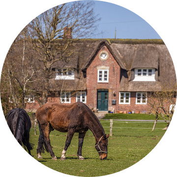 Paarden in de wei in Morsum, Sylt van Christian Müringer