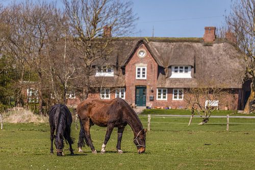 Paarden in de wei in Morsum, Sylt