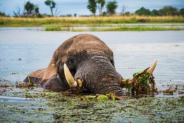 Olifant in de Okavango Delta van Marco Schmierl