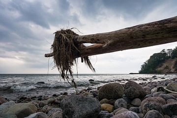 Trunk on shore of the Baltic Sea van Rico Ködder