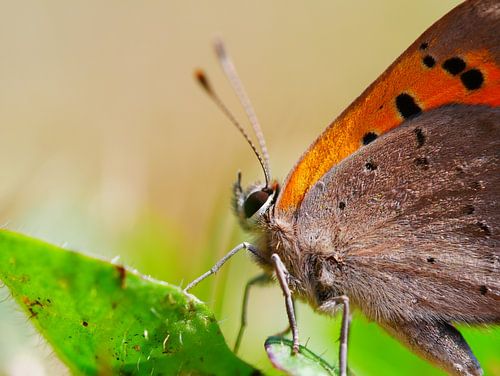 Small Fire Butterfly