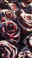Frozen roses