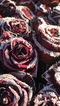 Frozen roses