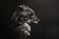 Chacal noir et blanc avec des yeux colorés