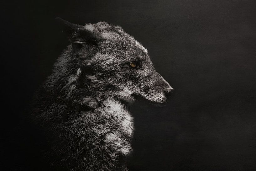 Chacal noir et blanc avec des yeux colorés par Jaimy Leemburg Fotografie
