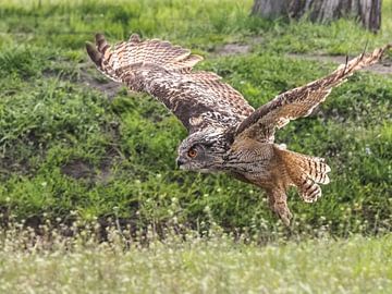 European eagle owl by Loek Lobel