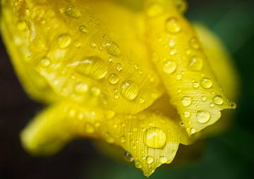 Gele tulp met regendruppels Macro van Iris Holzer Richardson