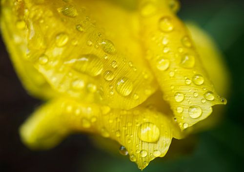 Tulipe jaune avec gouttes de pluie Macro