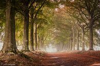 The avenue to the castle by rob creemers thumbnail