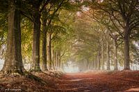 The avenue to the castle
