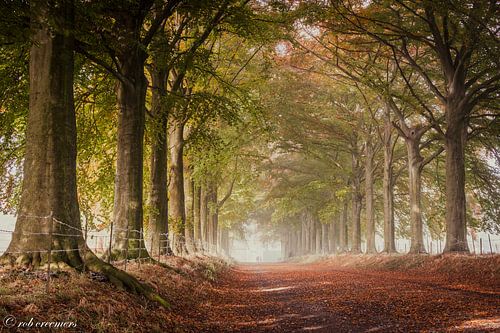 De laan naar het kasteel