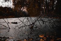 Dark nature full of autumn colours