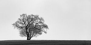 Groot en klein, boom in silhouet van Denis Feiner