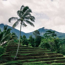 Groene rijstterrassen op Bali van road to aloha