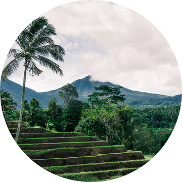 Groene rijstterrassen op Bali van road to aloha