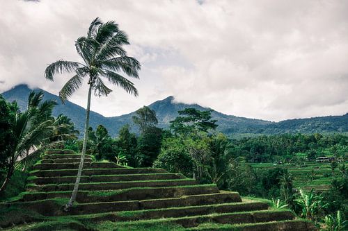 Groene rijstterrassen op Bali
