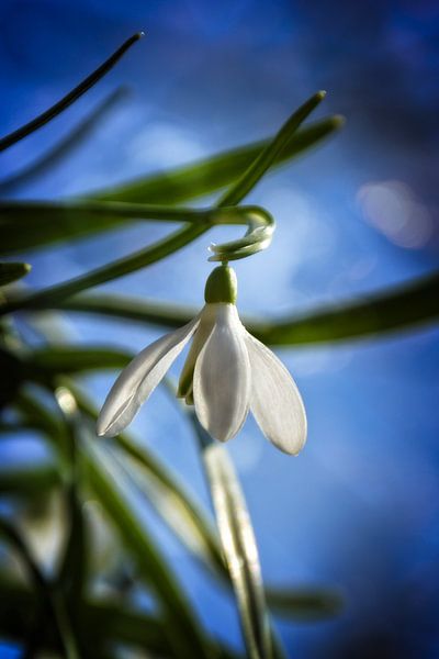 A snowdrop by Claudia Evans